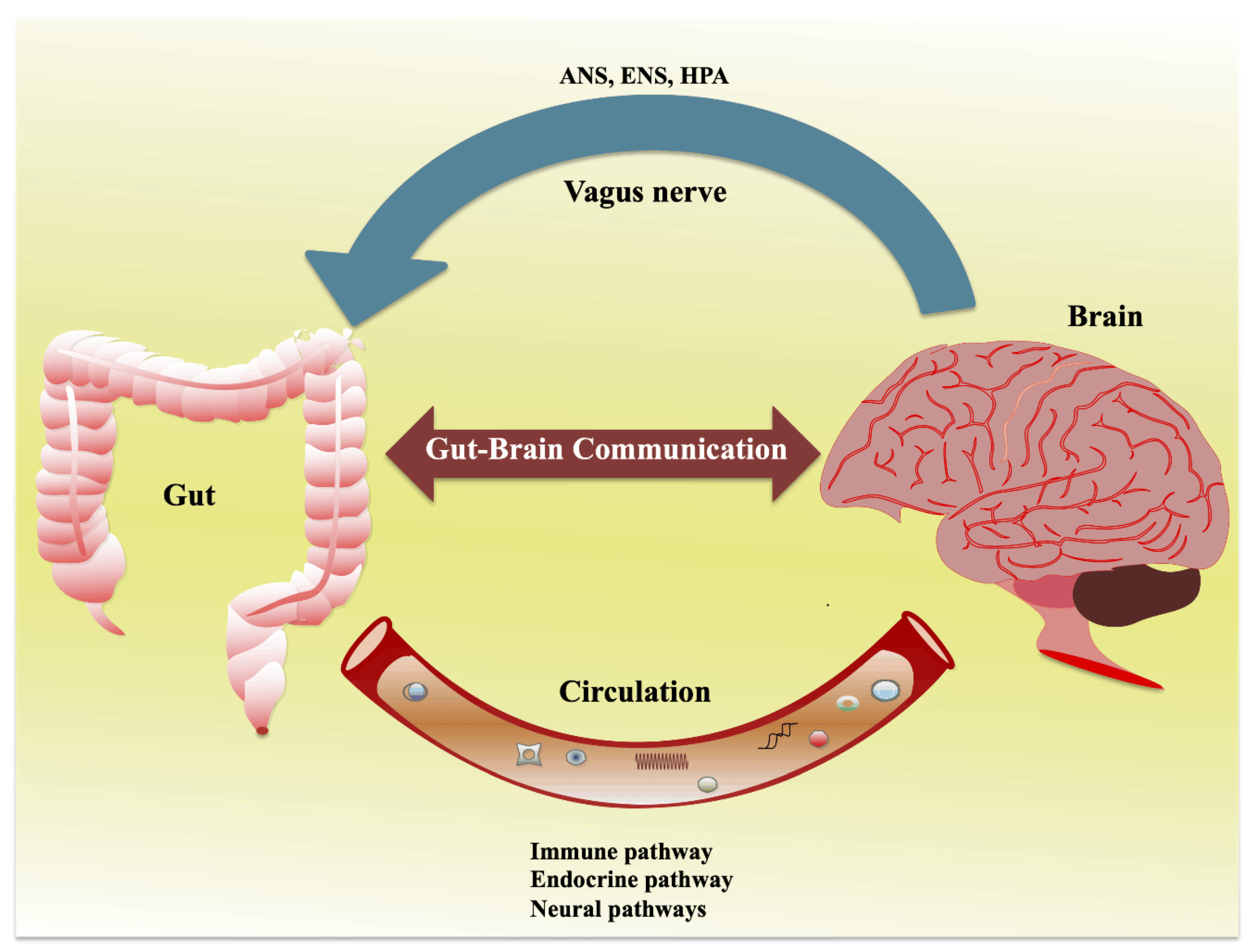 The Role of Gut Brain Axis in Anxiety (1)