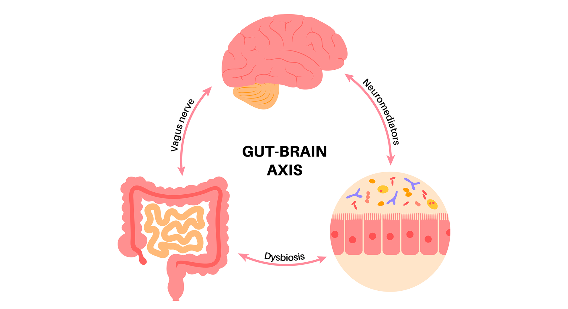 The Role of Gut Brain Axis in Anxiety (2)